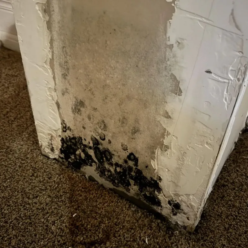 Professional Mold Removal in River Falls, WI